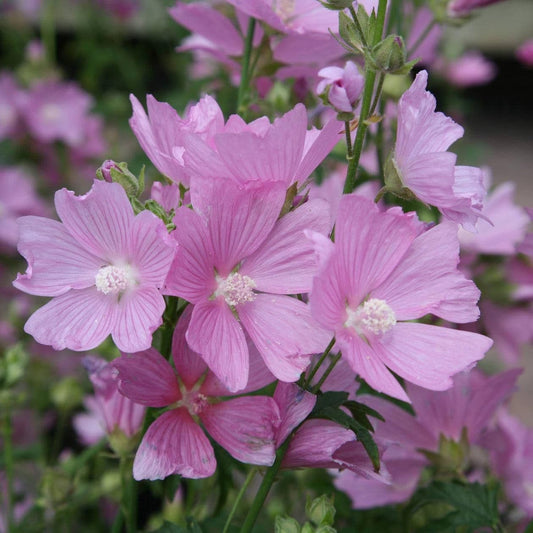 1 x Malva Moschata Rosea - 9cm Pot