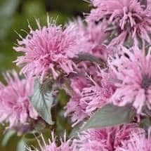 1 x Monarda Sugar Buzz Pink Frosting - 9cm Pot