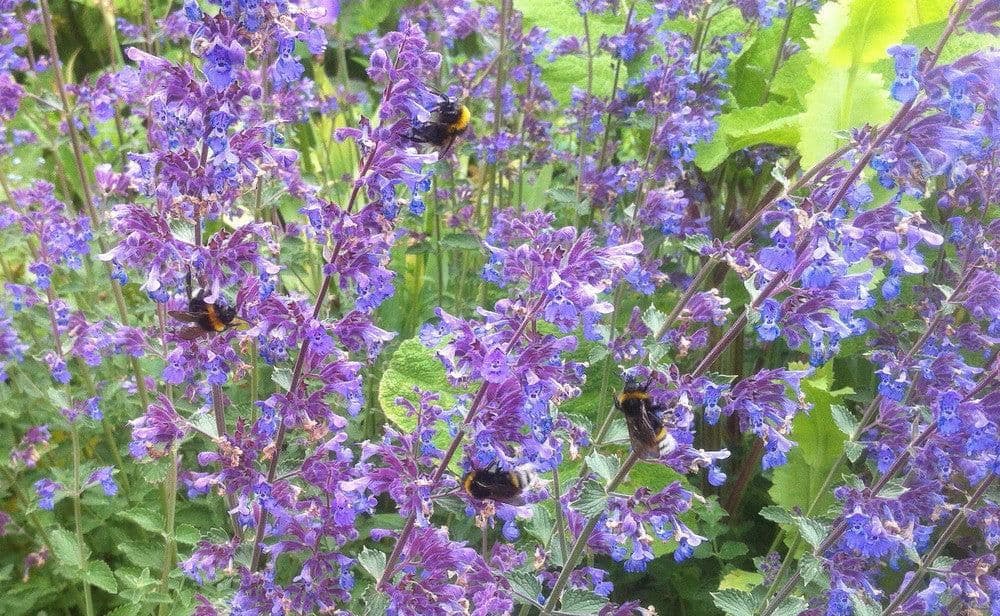 1 x Nepeta Mussinii - 9cm Pot