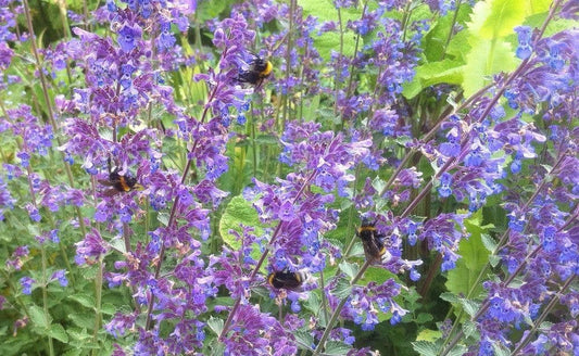 1 x Nepeta Mussinii - 9cm Pot