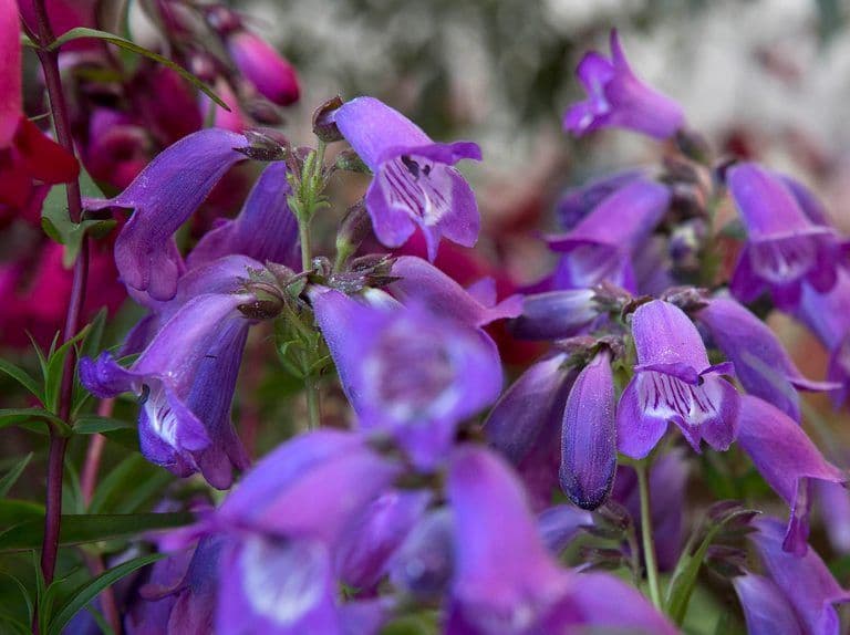 1 x Penstemon 'Sour Grapes' M. Fish ( beard tongue ) - 9cm pot