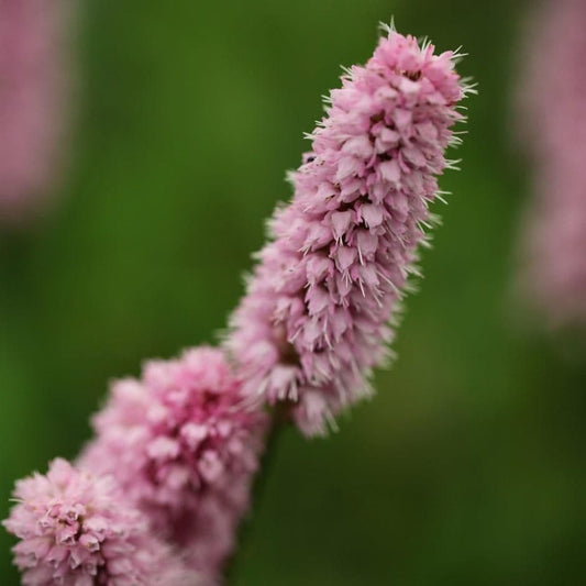 1 x Persicaria Bistorta Superba - 9cm Pot
