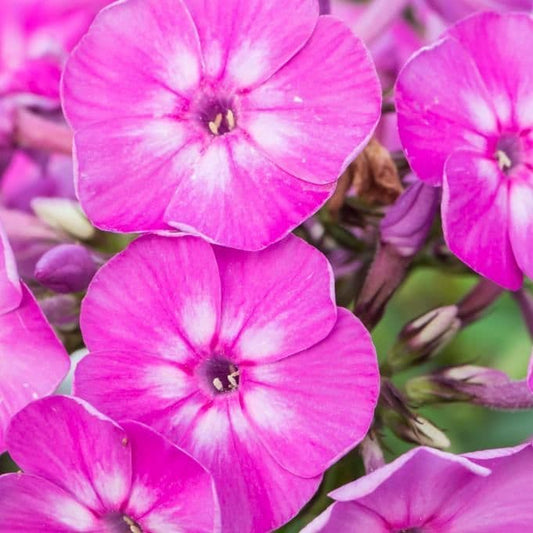 1 x PHLOX paniculata Famous Light Purple - 9cm Pot