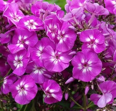 1 x PHLOX paniculata Famous Purple - 9cm Pot