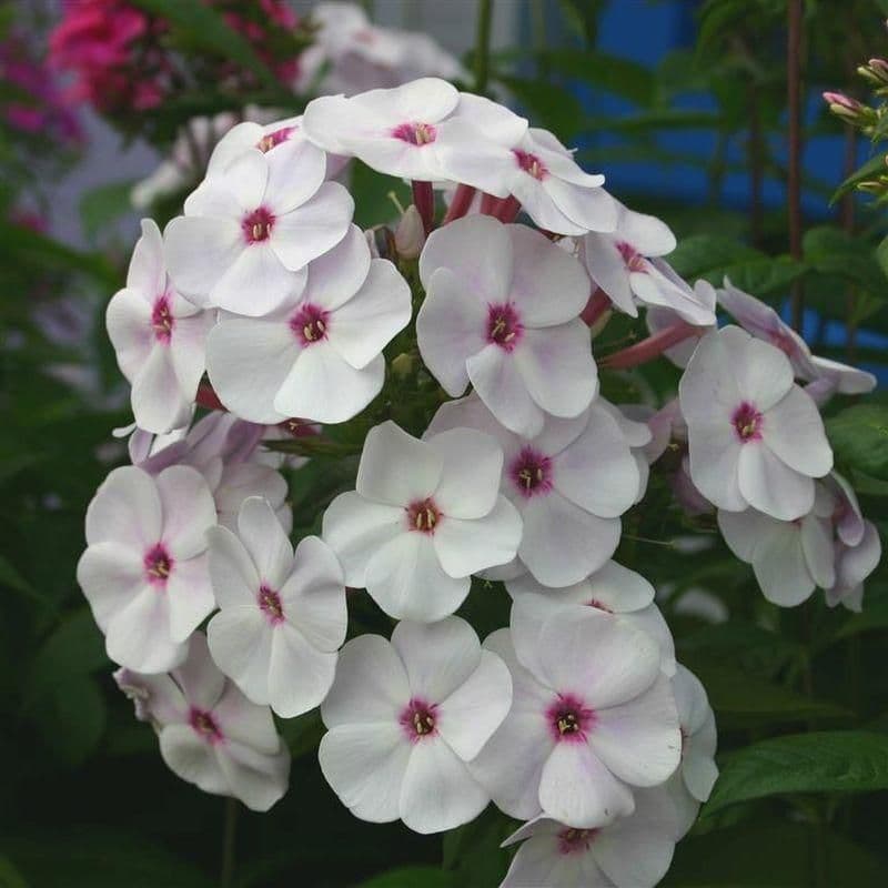 1 x Phlox Paniculata Famous White - 9cm Pot
