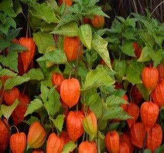 Physalis Franchetii - 9cm Pot
