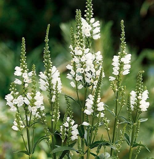 1 x Physostegia Virginiana Crown of Snow - 9cm Pot