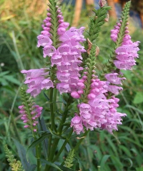 1 x Physostegia Virginiana Rose Bouquet - 9cm Pot