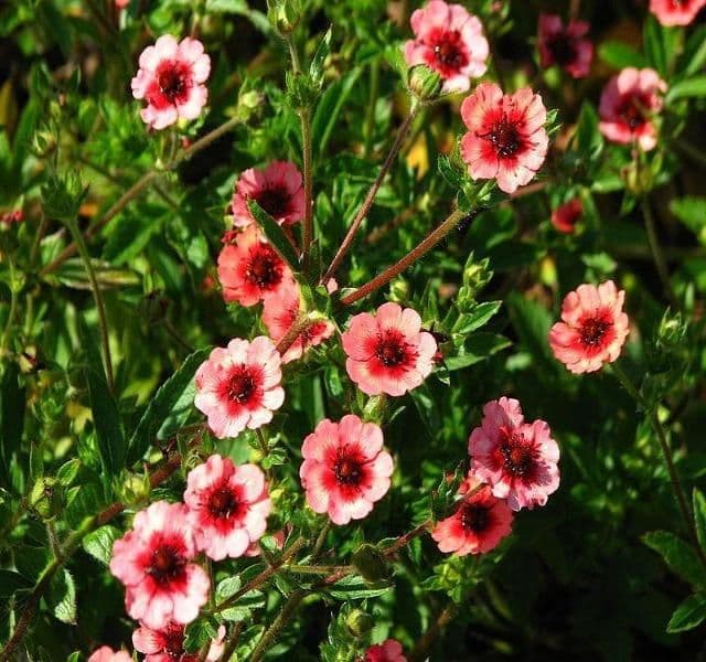 POTENTILLA nepalensis Miss Wilmott - 9cm Pot