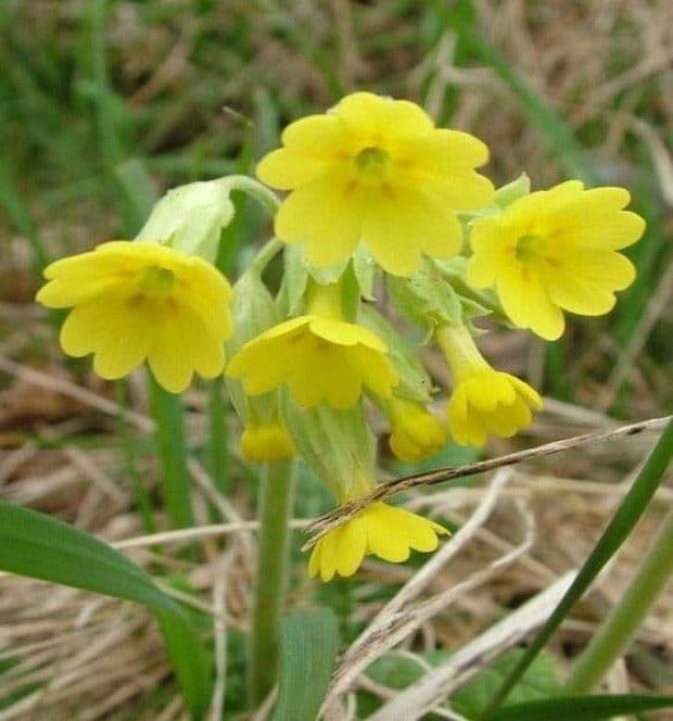 1 x Primula Veris - 9cm Pot