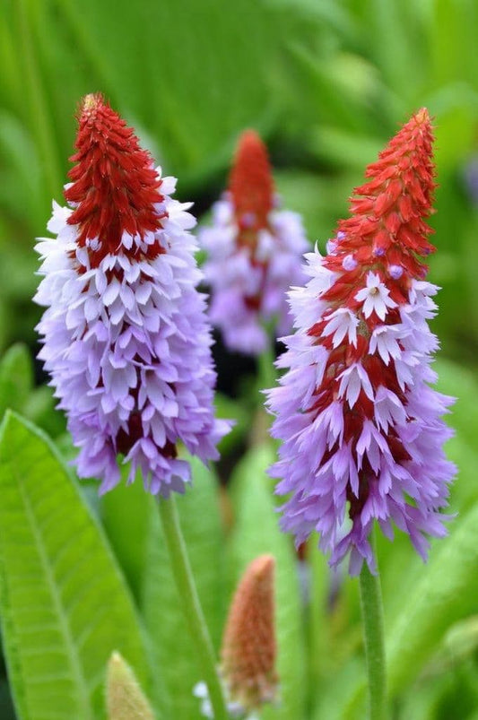 1 x Primula 'Vialii' - 9cm Pot
