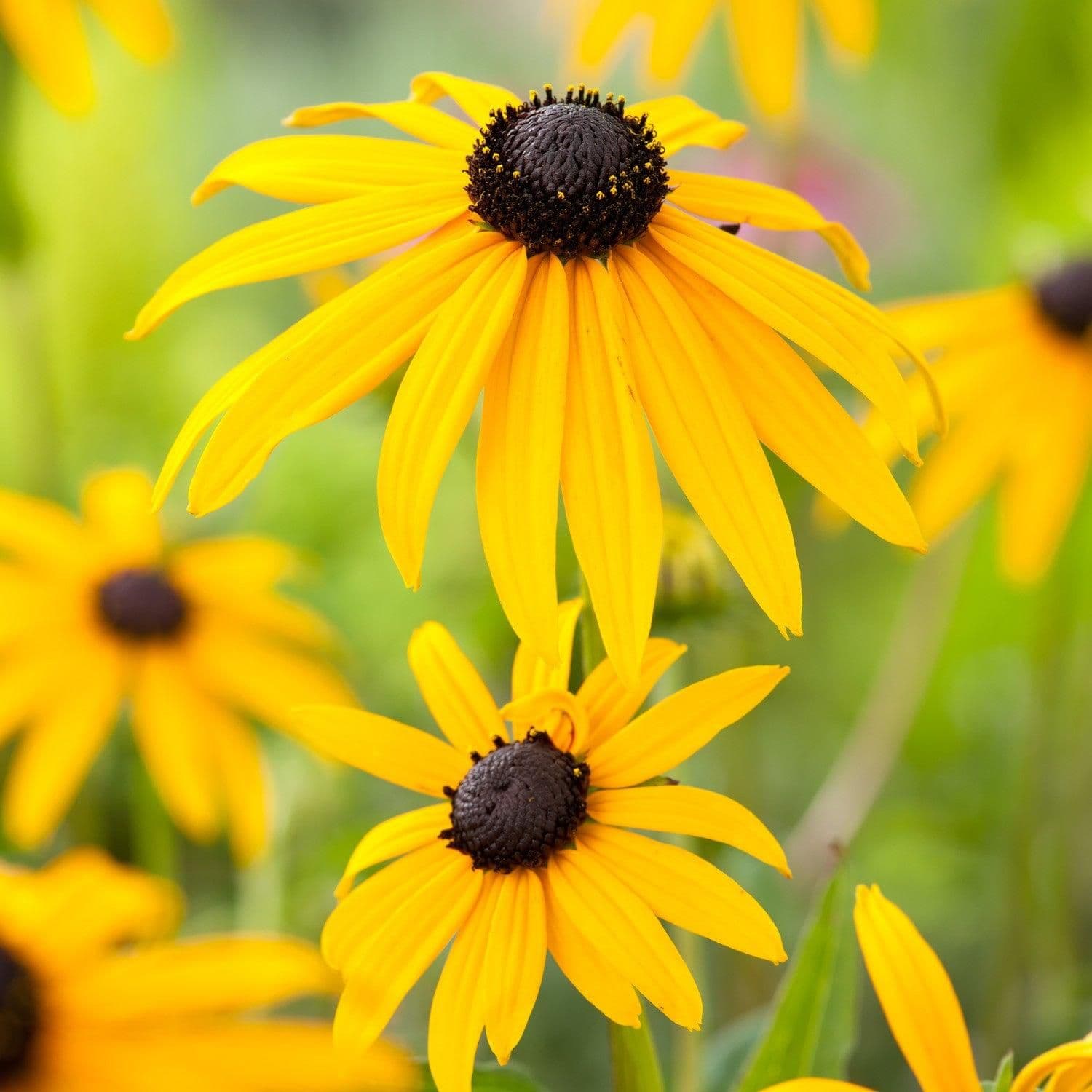 RUDBECKIA fulgida sullivantii Goldsturm - 9cm Pot