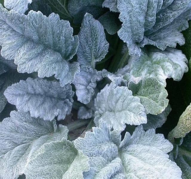 1 x Salvia Argentea - 9cm Pot