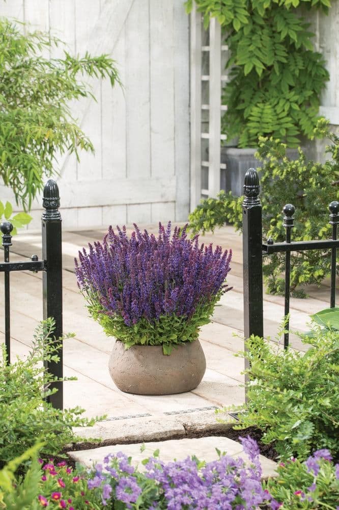 1 x Salvia nemerosa Synchro Blue - 9cm Pot