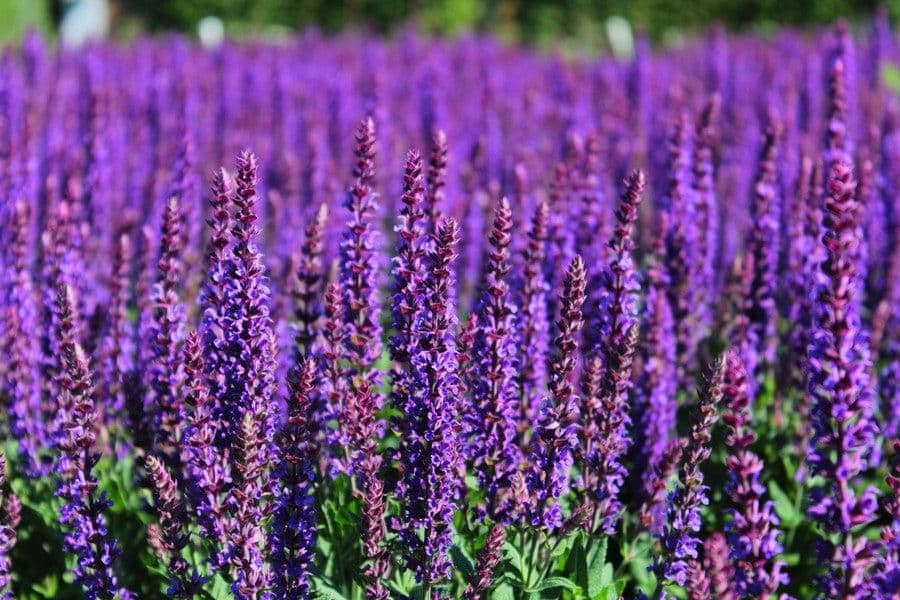1 x Salvia Nemorosa 'Ostfriesland' (East Freisland) - 9cm Pot