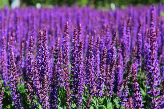 1 x Salvia Nemorosa 'Ostfriesland' (East Freisland) - 9cm Pot