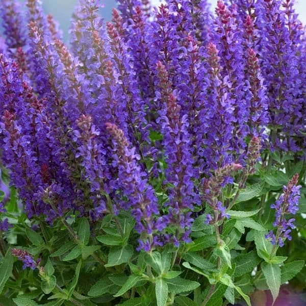 1 x Salvia Nemorosa Sensation Blue - 9cm Pot