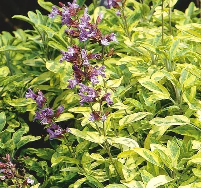 1 x Salvia Officinalis Aurea - 9cm Pot