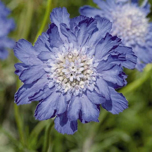 1 x SCABIOSA caucasica Perfecta - 9cm pot