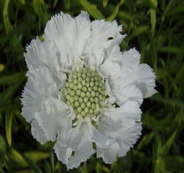 1 x SCABIOSA caucasica Perfecta Alba - 9cm Pot