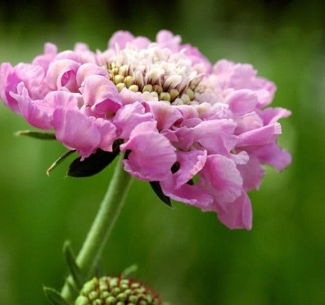 1 x SCABIOUS columbaria Pink Mist - 9cm Pot