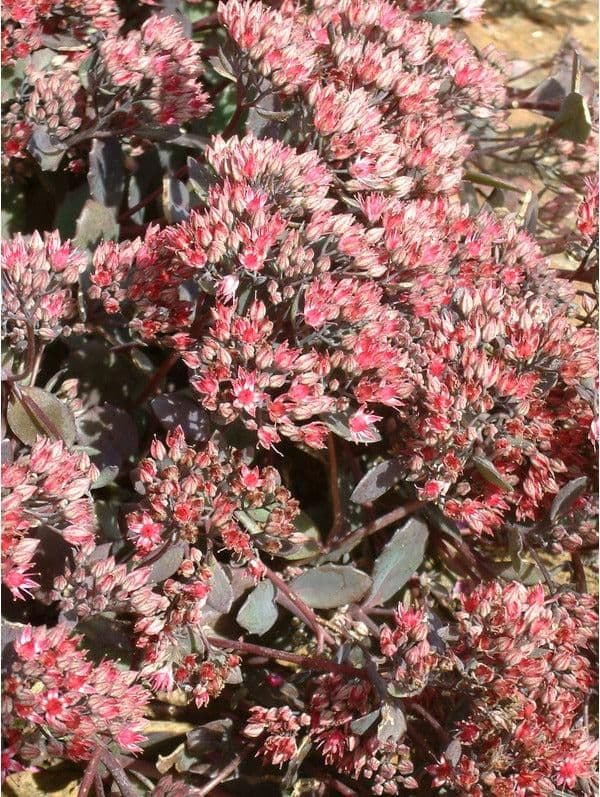1 x Sedum 'Bertram Anderson' - 9cm Pot