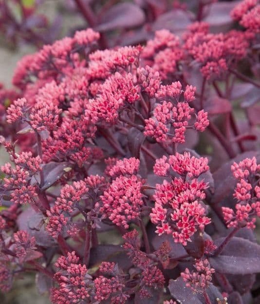 1 x Sedum Telephium Seduction Cherry Chocolate - 9cm Pot