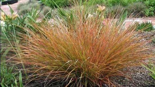 1 x Stipa arundinacea - 9cm Pot
