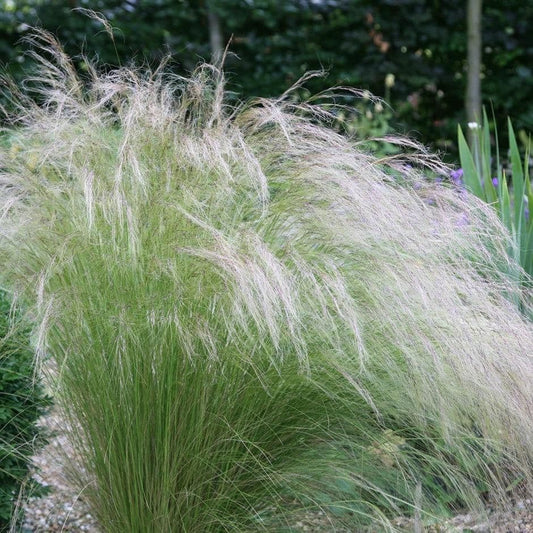 1 x STIPA tenuissima Pony Tails - 9cm Pot