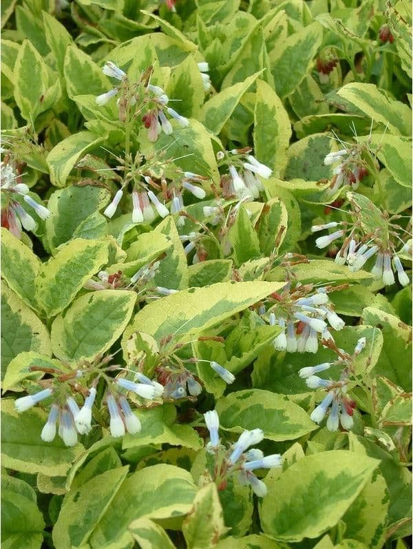 1 x SYMPHYTUM grandiflorum Goldsmith - 2L Pot