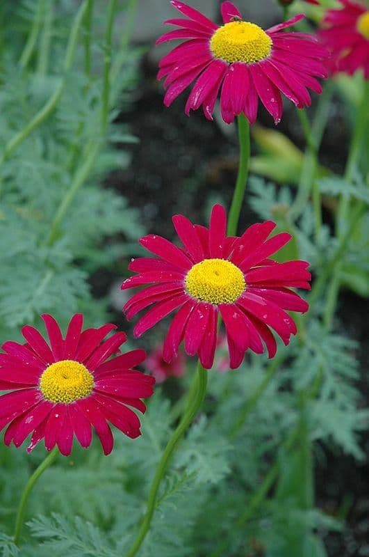 1 x TANACETUM coccineum Robinson's Red (Pyrethrum) - 9cm Pot