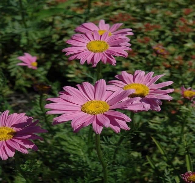 TANACETUM coccineum Robinsons Pink (Pyrethrum) - 9cm Pot