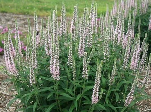 1 x VERONICA Moody Blues Pink - 2L Pot