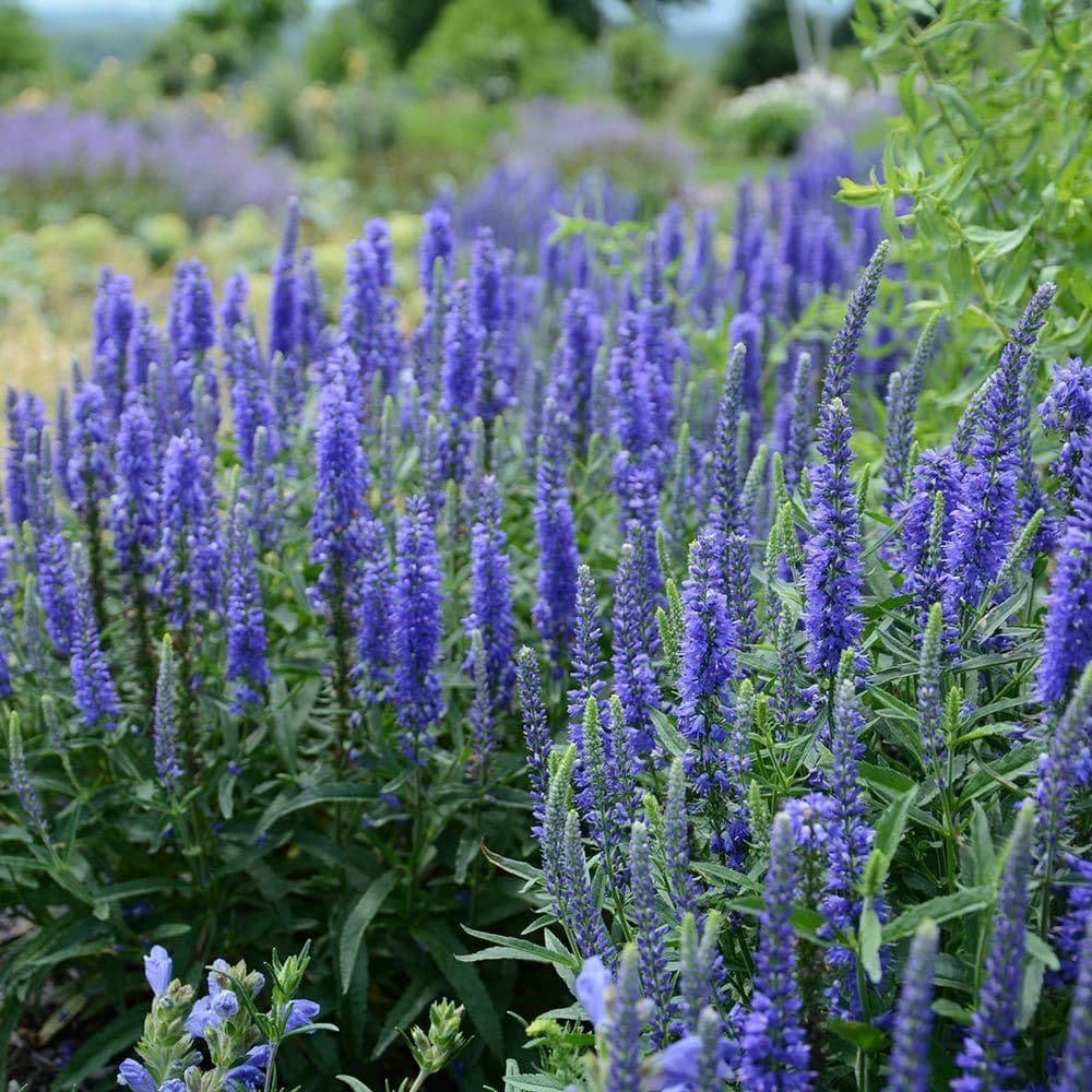 1 x Veronica spicata Anniversary Blue - 9cm pot