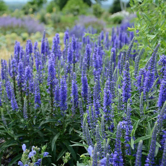 1 x Veronica spicata Anniversary Blue - 9cm pot