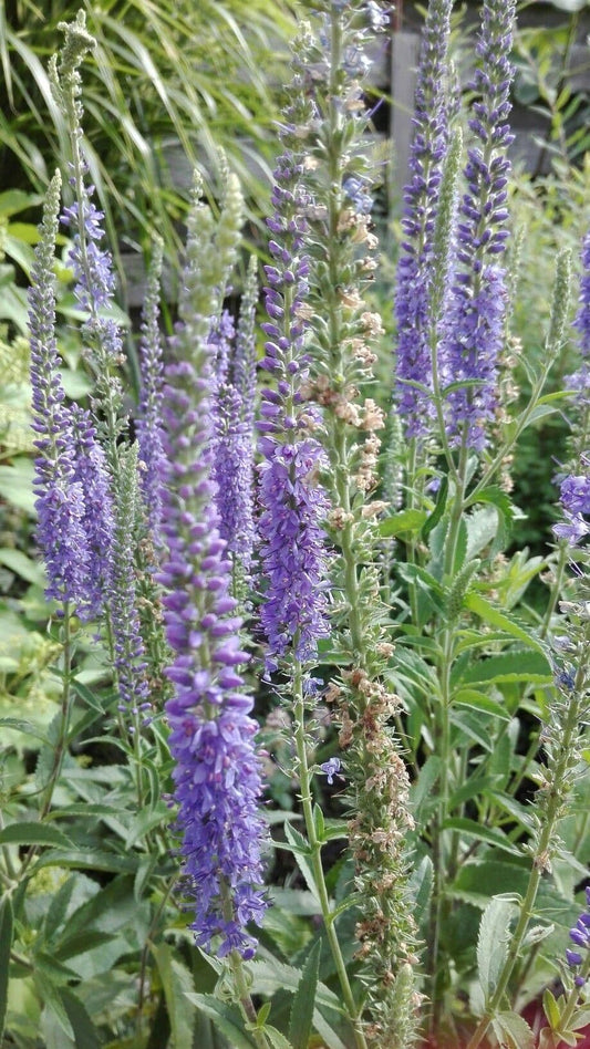 1 x VERONICA spicata Ronica Blue - 9cm Pot