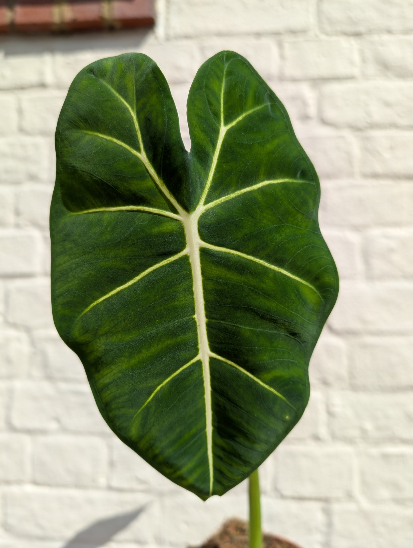 Alocasia micholitziana 'Frydek'