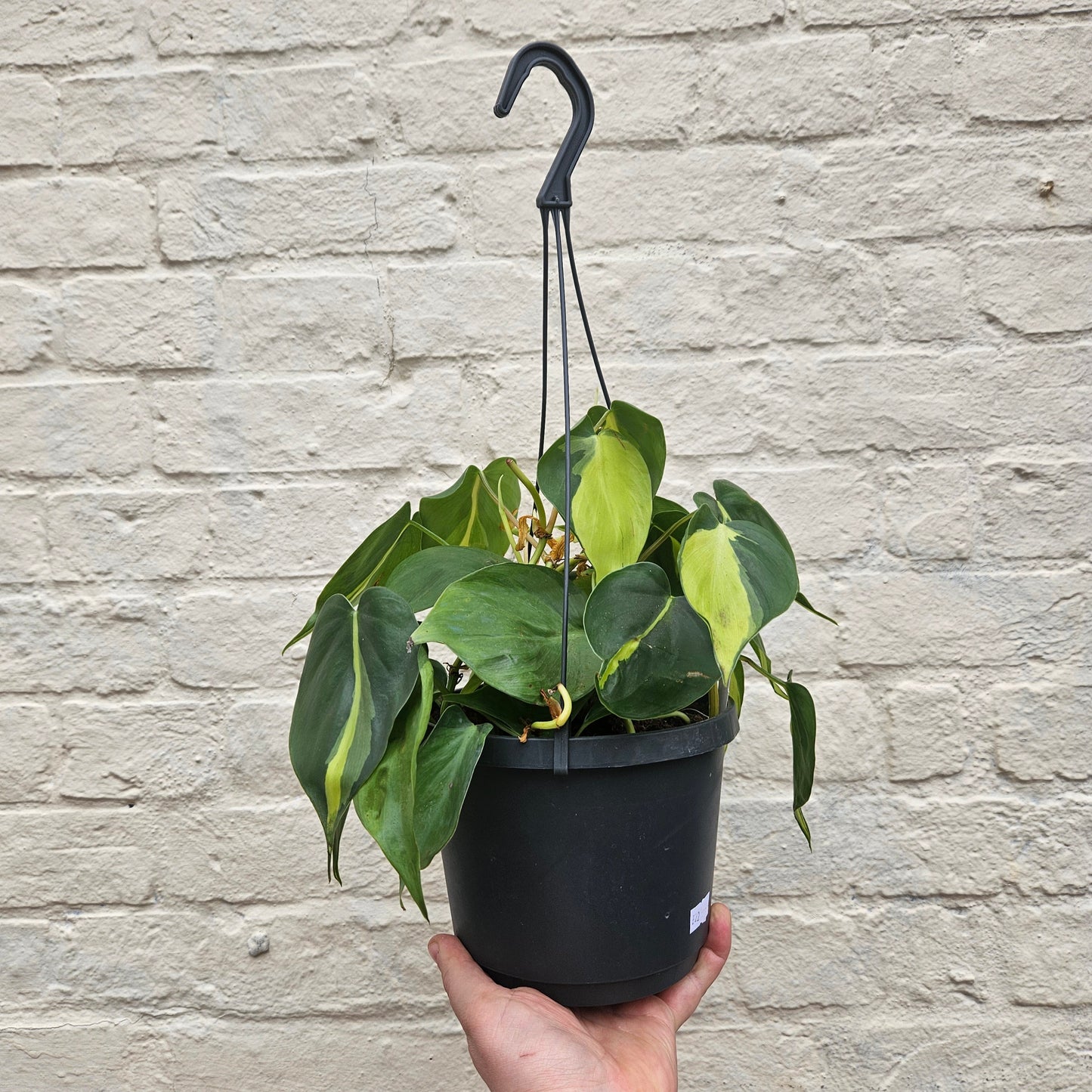 Philodendron scandens 'Brasil' (Pothos/ Devils Ivy)- Various sizes