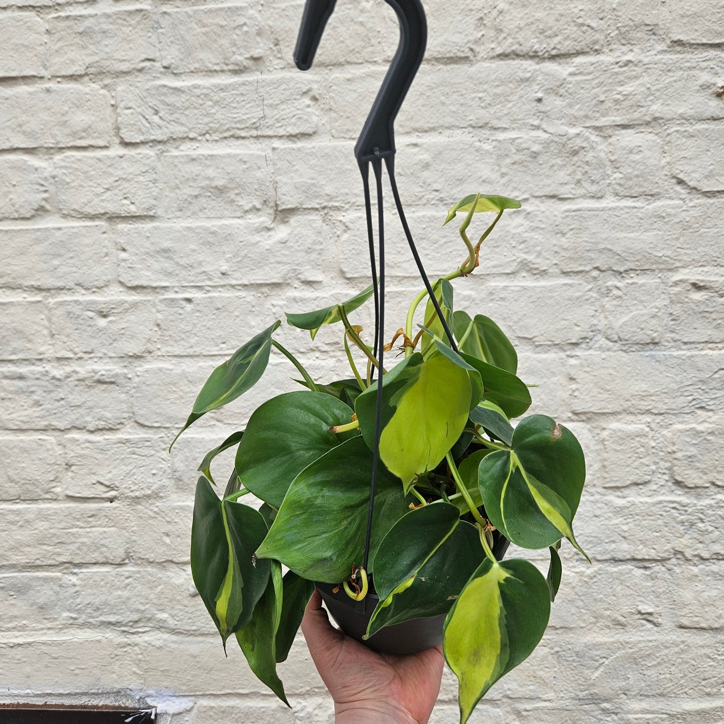 Philodendron scandens 'Brasil' (Pothos/ Devils Ivy)- Various sizes