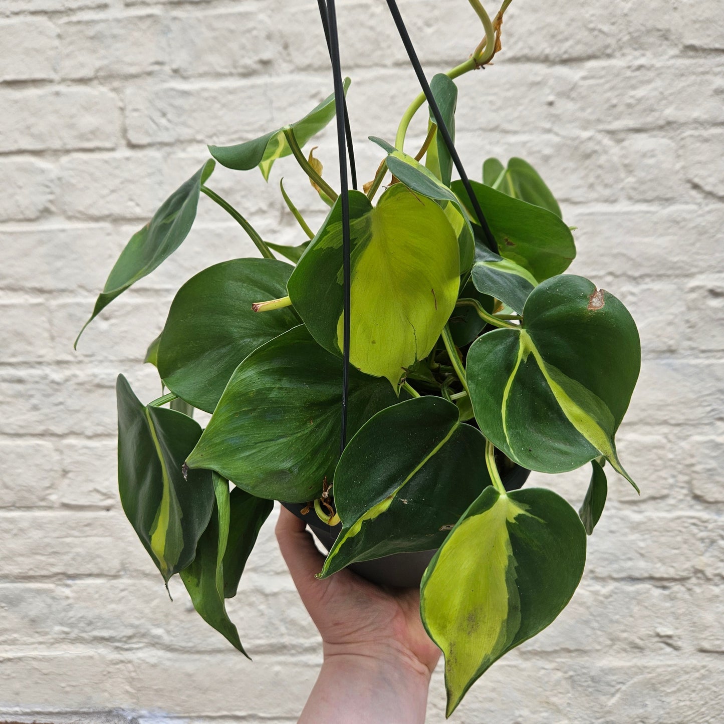 Philodendron scandens 'Brasil' (Pothos/ Devils Ivy)- Various sizes