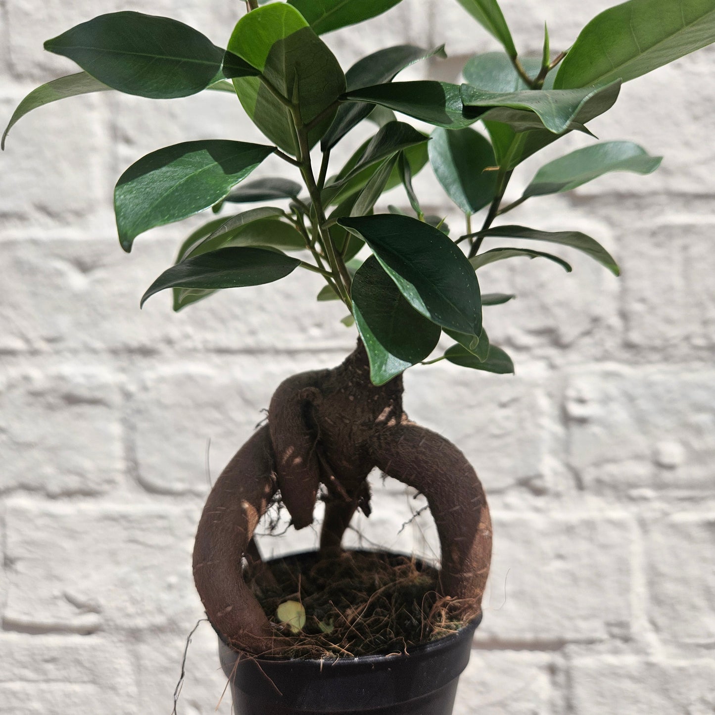 Ficus Microcarpa 'Ginseng' (Indian Laurel)- Various Sizes