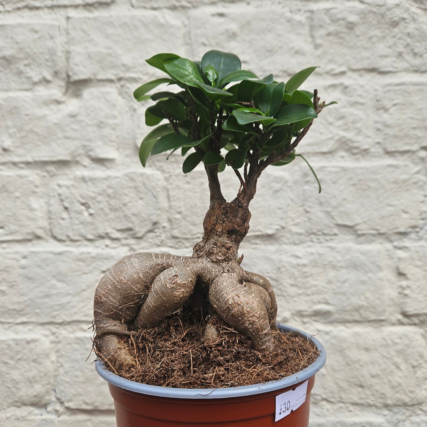 Ficus Microcarpa 'Ginseng' (Indian Laurel)- Various Sizes