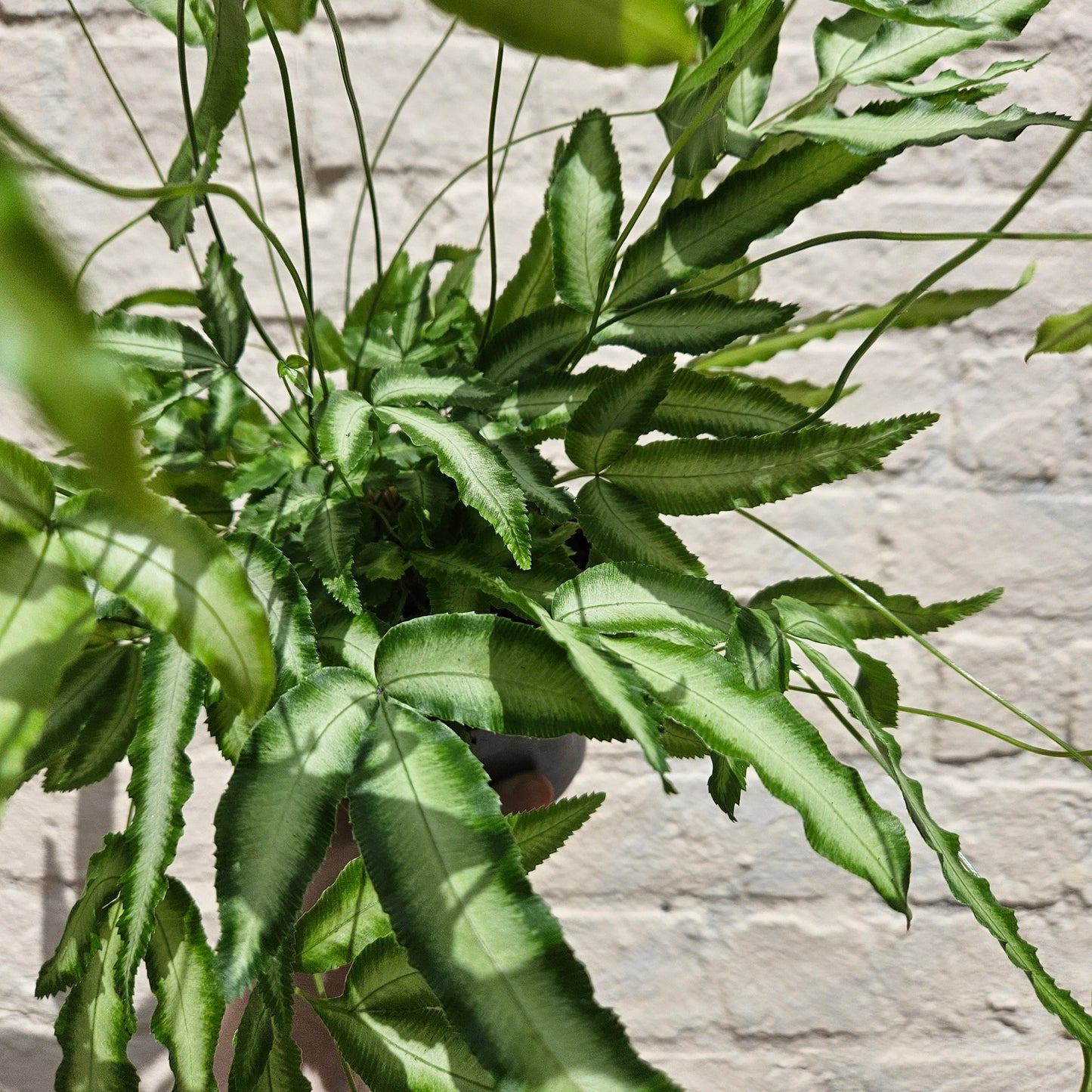 Pteris cretica 'Albolineta' (Cretan brake fern)