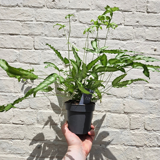 Pteris cretica 'Albolineta' (Cretan brake fern)