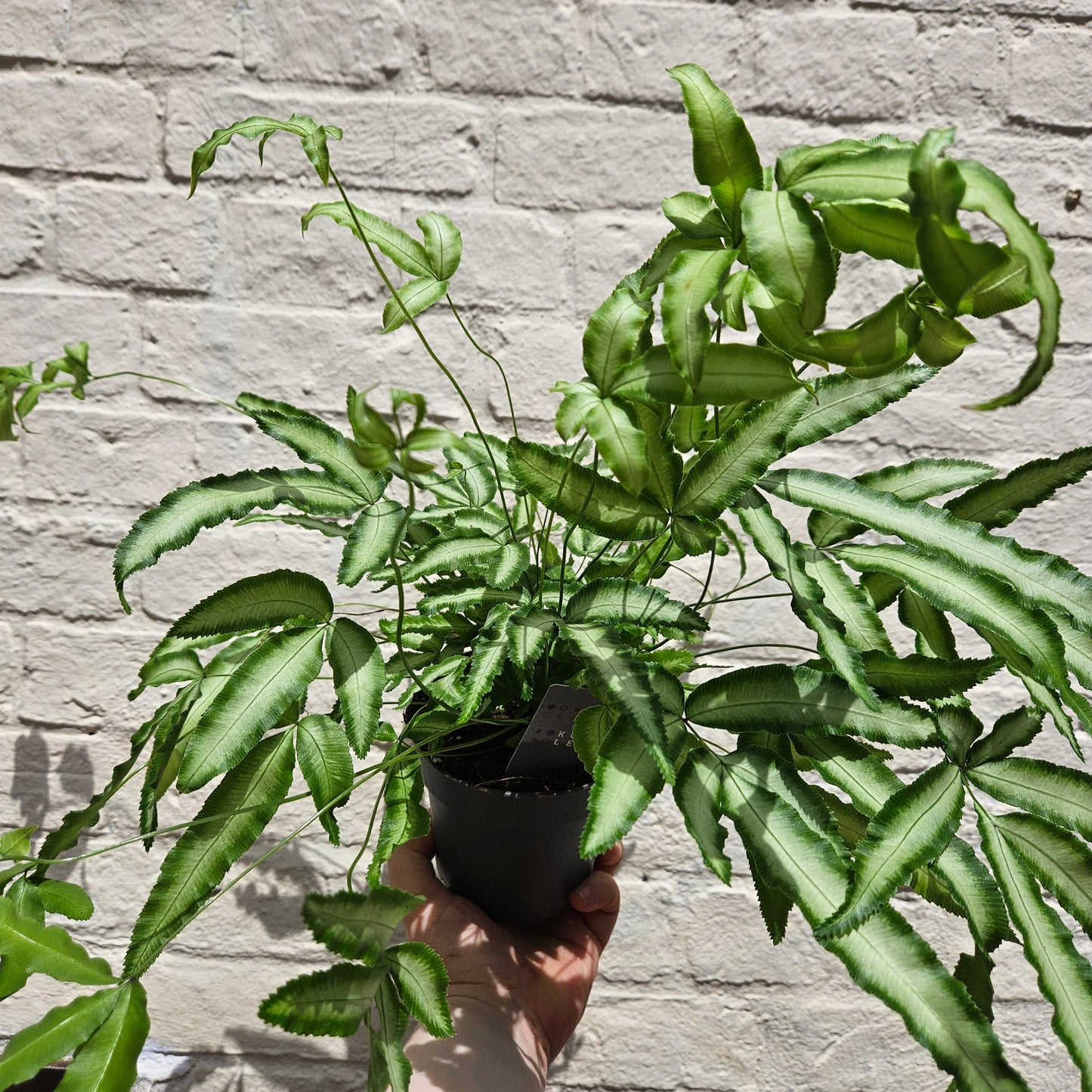 Pteris cretica 'Albolineta' (Cretan brake fern)