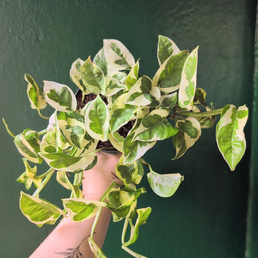 Epipremnum aureum 'N joy' (Pothos/ Devils Ivy)