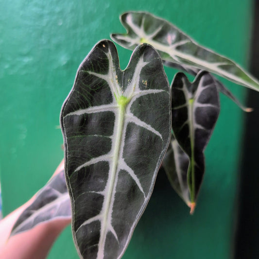 Alocasia amazonica 'Polly'