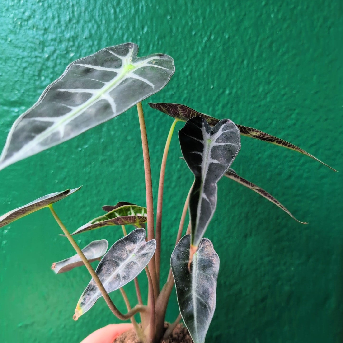 Alocasia amazonica 'Polly'