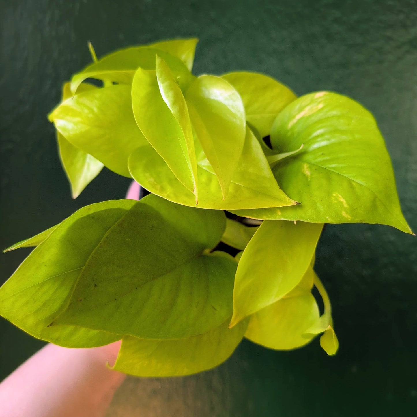 Epipremnum Aureum 'Neon' (Neon Pothos/ Devils Ivy)