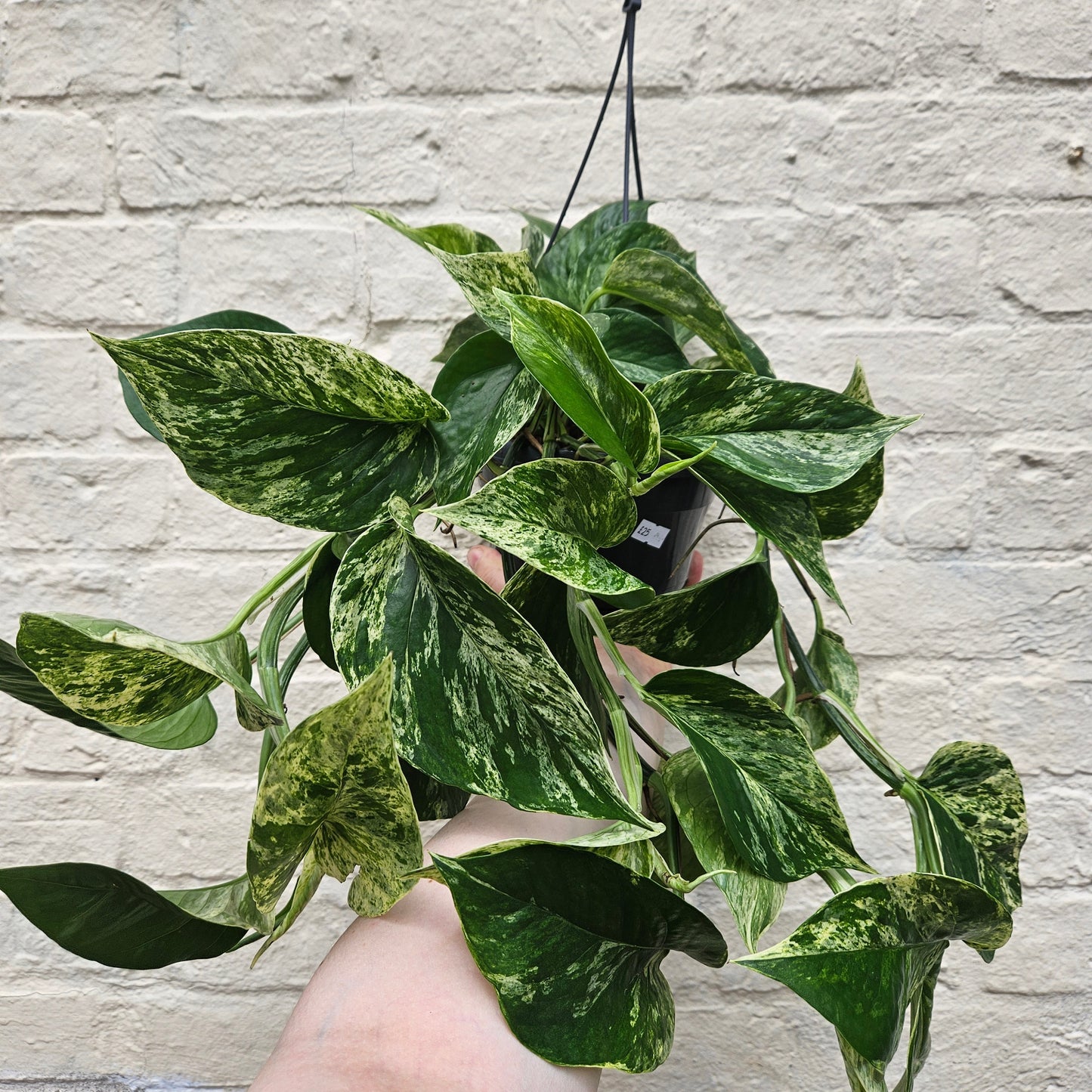 Epipremnum pinnatum 'Marble Queen' (Pothos/ Devils Ivy)